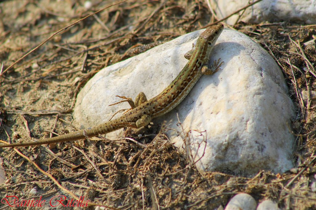 Qualche Podarcis siculus campestris...